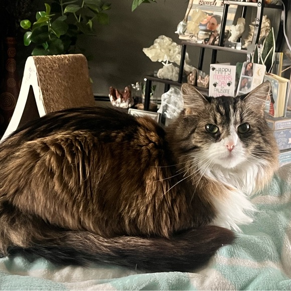 Meet your Posher, Elizabeth - Picture 13 of 14